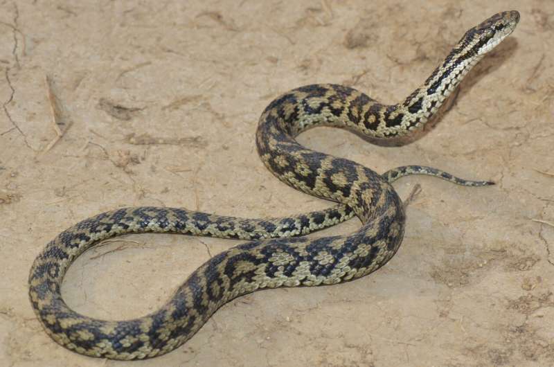 Two new pit vipers discovered from Qinghai-Tibet Plateau