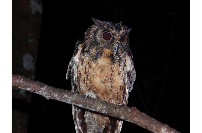 Two new species of already-endangered screech owls discovered in Amazon rainforest