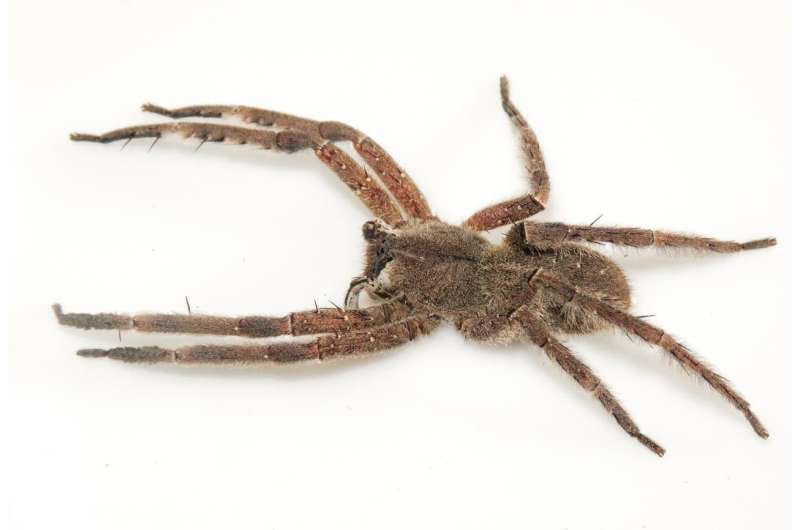 Two species and a single name: 'Double identity' revealed in a venomous banana spider