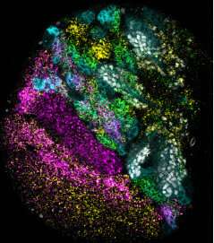 密歇根大学的RNA科学家们发现了许多与神经元发育有关的基因