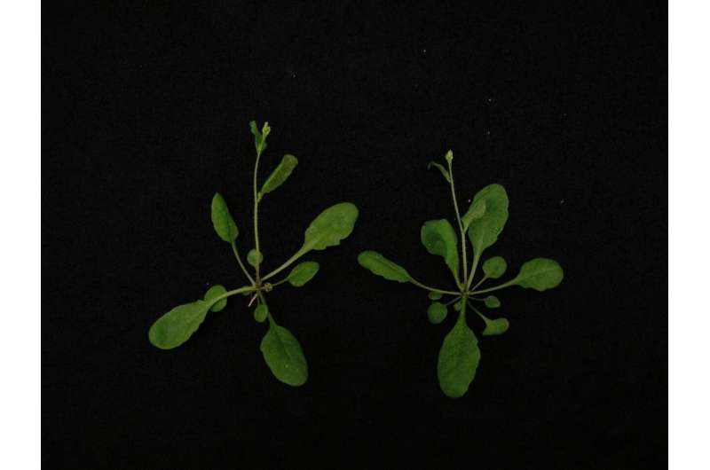 UC San Diego scientists develop the first CRISPR/Cas9-based gene drive in plants