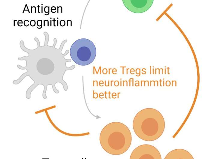 UCI-led study finds unleashing Treg cells may lead to treatments for multiple sclerosis