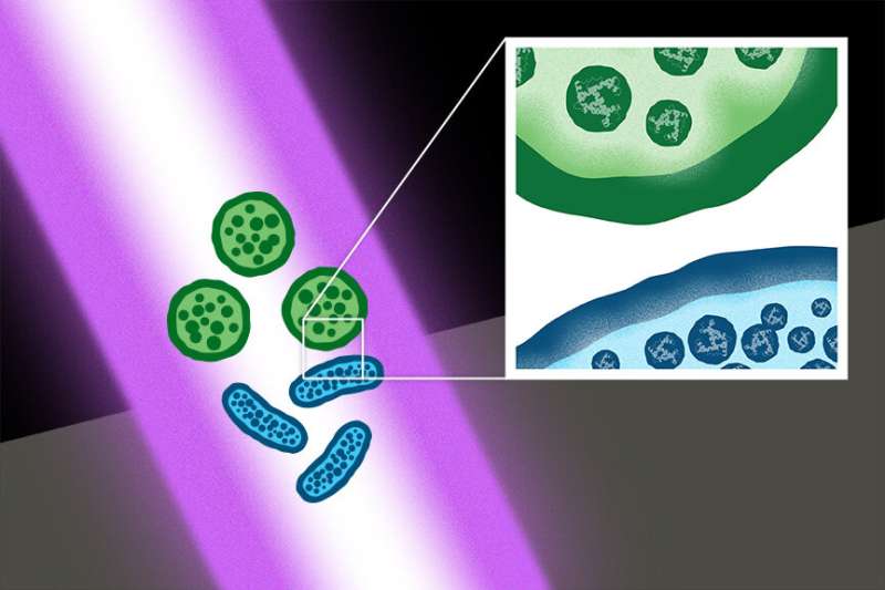 Ultrashort-pulse lasers kill bacterial superbugs, spores