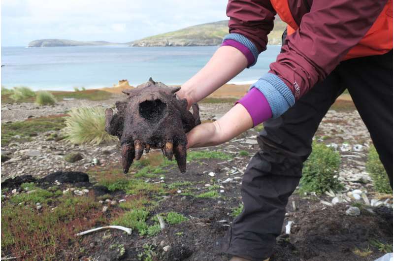 UMaine-led research team discovers evidence of prehistoric human activity in Falkland Islands