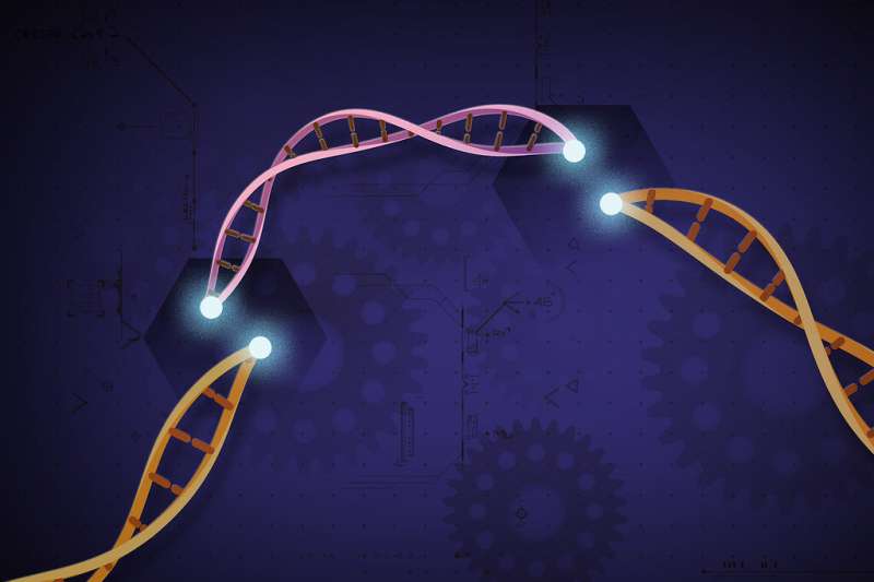 Η UMD εισάγει το νέο σύστημα CRISPR 3.0 για εξαιρετικά αποτελεσματική γονιδιακή ενεργοποίηση σε φυτά