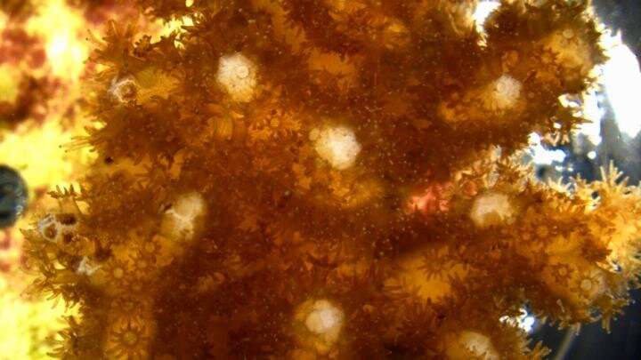 UM scientists achieve breakthrough in culturing corals and sea anemones cells