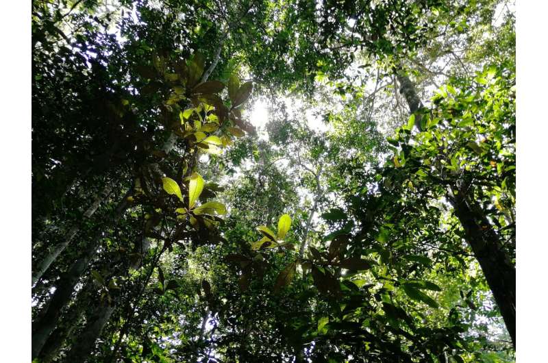 Unchecked climate change will cause severe drying of the Amazon forest