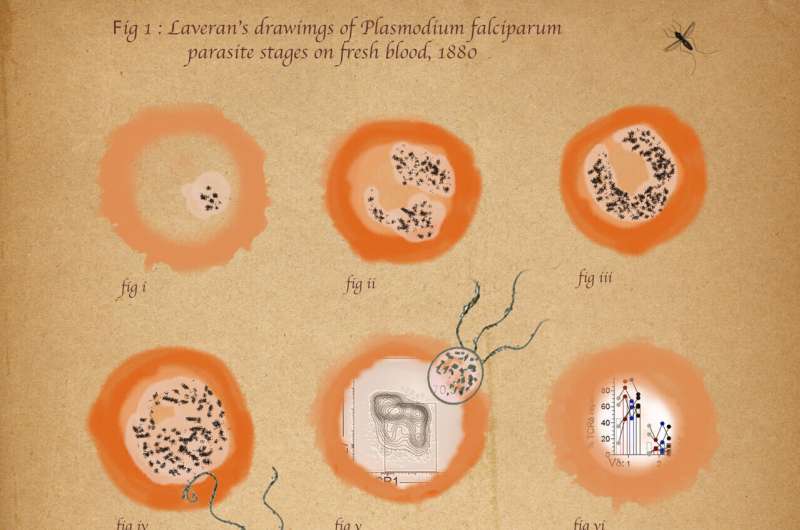 سلول های T غیر متعارف باعث تقویت ایمنی در برابر مالاریا می شوند