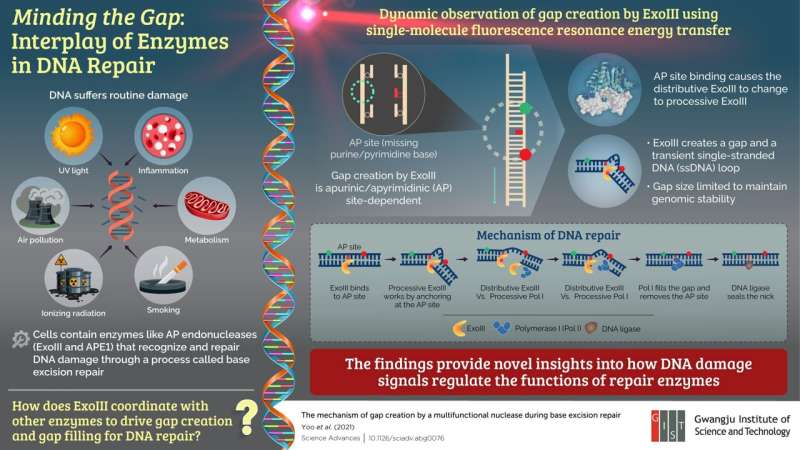 Under the scanner: GIST scientists unravel the inner workings of DNA repair enzymes