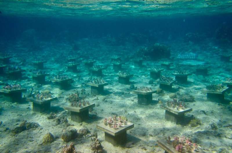 Underwater gardens boost coral diversity to stave off ‘biodiversity meltdown’
