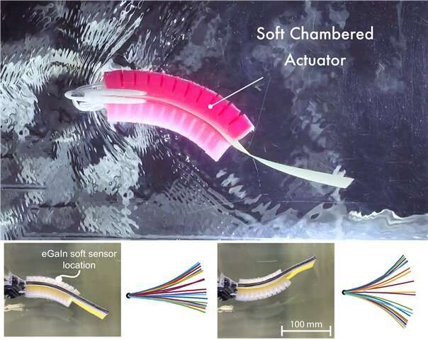 Underwater swimming robot responds with feedback from soft 'lateral line'