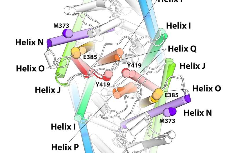 "Unfreezing" molecular proteins to discover their functions in action