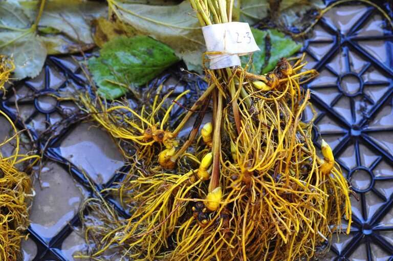 Uniform drying time for goldenseal to enhance medicinal qualities of forest herb