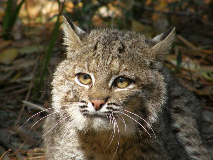 Unique study of isolated bobcat population confirms accuracy of extinction model
