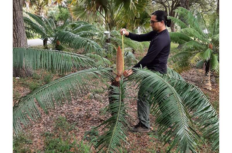 University of Guam: Less than 10% of transplanted cycads survive long-term in foreign soil