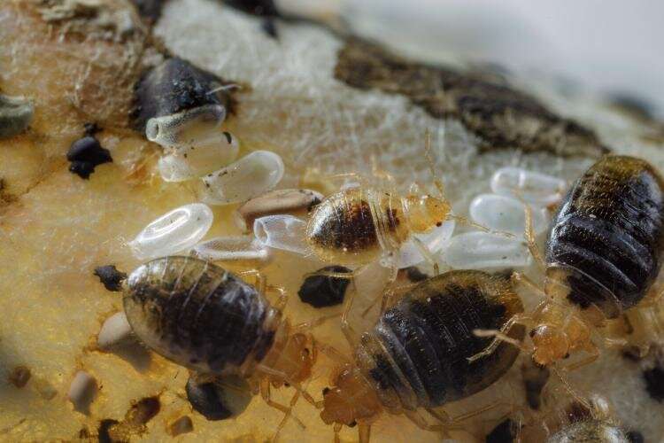 University of Kentucky Entomologists: Human Skin Lipids Repel Bed Bugs
