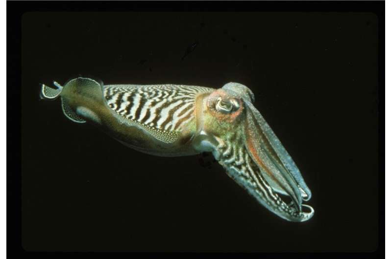 Unlike humans, cuttlefish retain sharp memory of specific events in old age, study finds