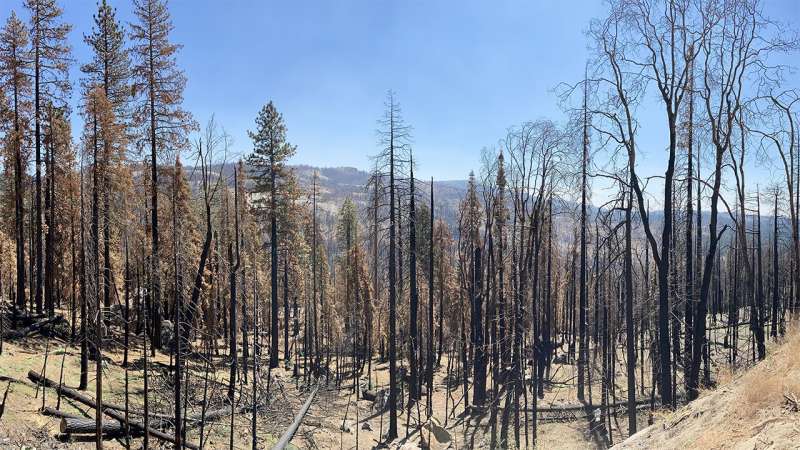 UNM scientists find climate-driven tree mortality and fuel aridity increase wildfire fuel availability