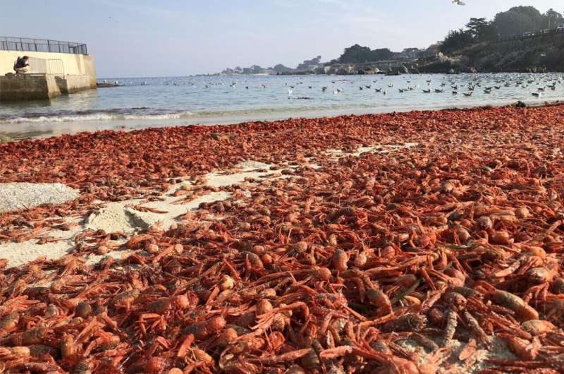 Unusual currents explain mysterious red crab strandings