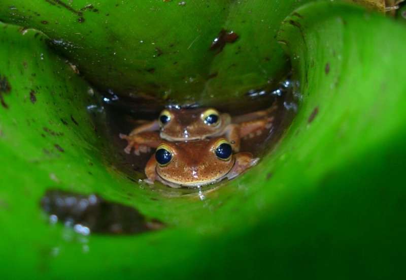 Unusual breeding behavior reported in treefrogs for the first time
