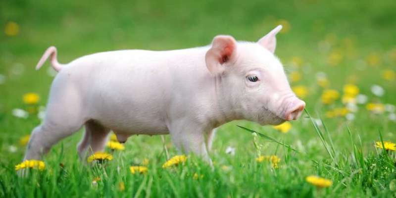 Unusual mutation causes defective sperm in boars