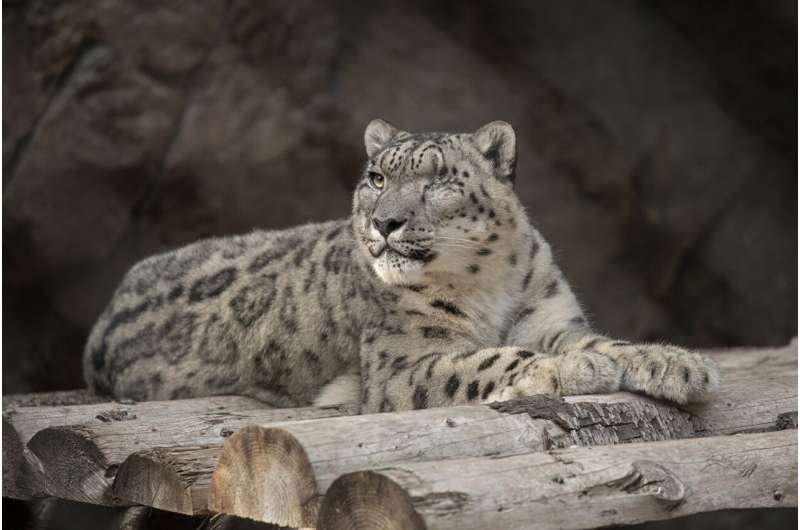 Unvaccinated snow leopard at San Diego Zoo catches COVID-19