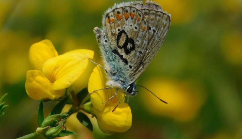 uOttawa study first to investigate newly introduced butterfly which could become widespread in Canada