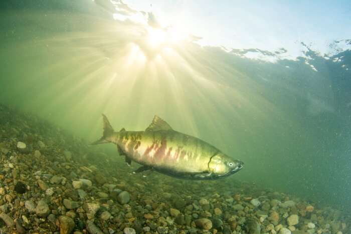 Up to 85 per cent of historical salmon habitat lost in Lower Fraser region