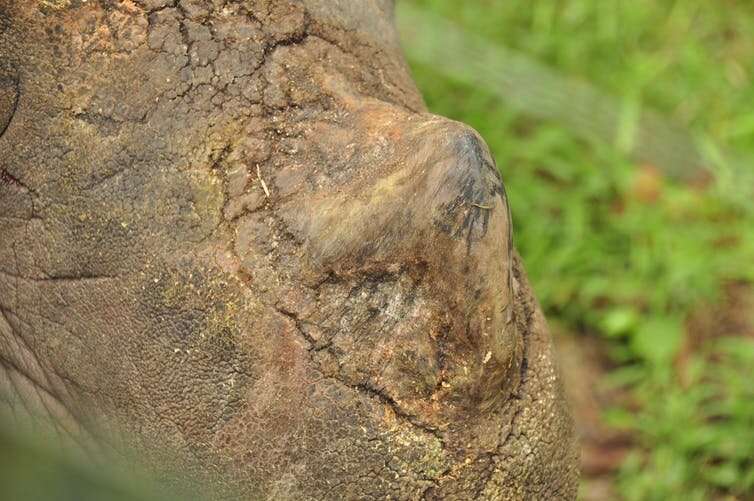 Urgent action must be taken to save the critically endangered Sumatran rhino