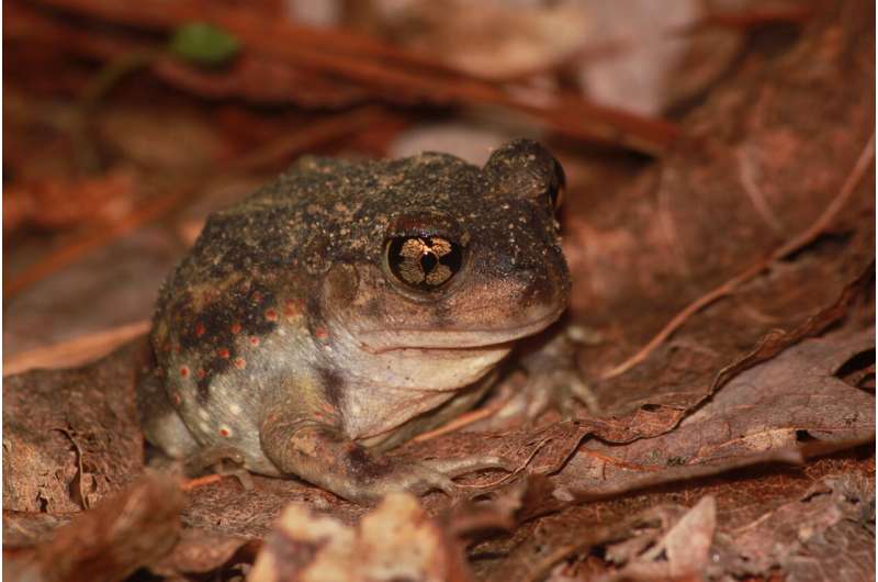 URI researchers: New survey method proves Rhode Island's rarest frog may not be so rare