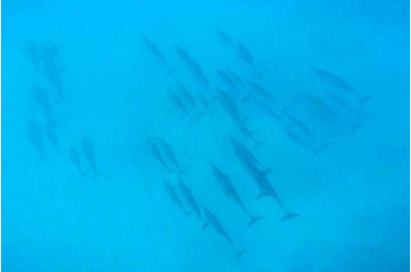 US bans swimming with Hawaii's nocturnal spinner dolphins