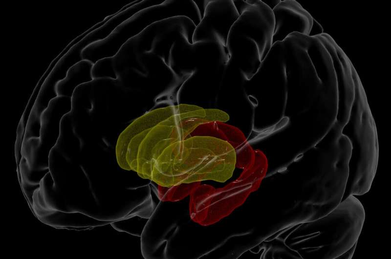 USC study measures brain volume differences in people with HIV
