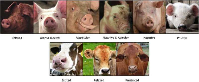 Using AI to gauge the emotional state of cows and pigs