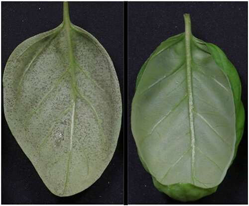 Using environmental modifications, fungicides, and resistant varieties to fight basil downy mildew