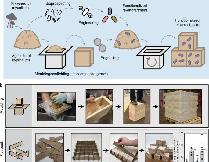 Using fungus feeding on a woody waste product to create living building blocks