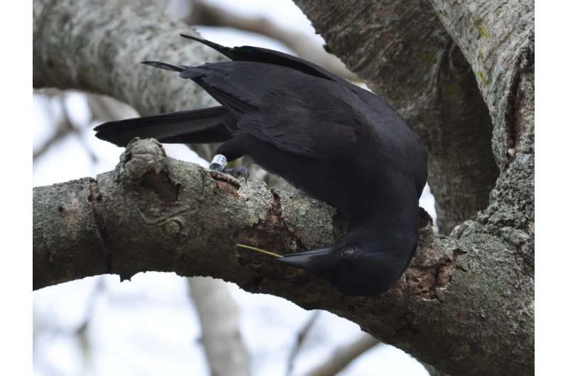 Using genetic barcoding to determine the tree favored by New Caledonian crows to make tools