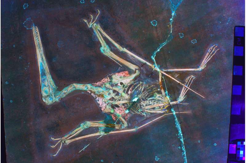 Using laser-stimulated fluorescence to learn more about how pterosaurs flew