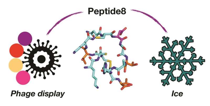 Using phage to discover new antifreeze proteins