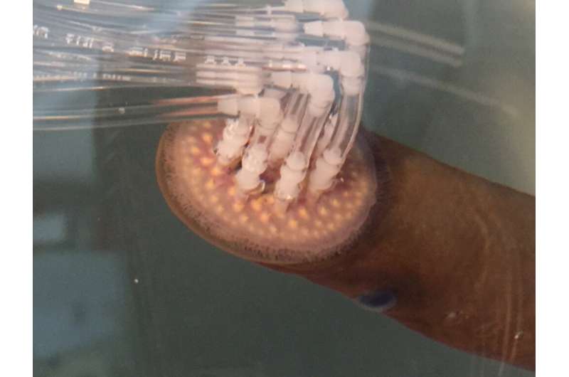 Using sea lampreys' natural instincts against them