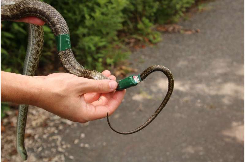 Using snakes to monitor Fukushima radiation