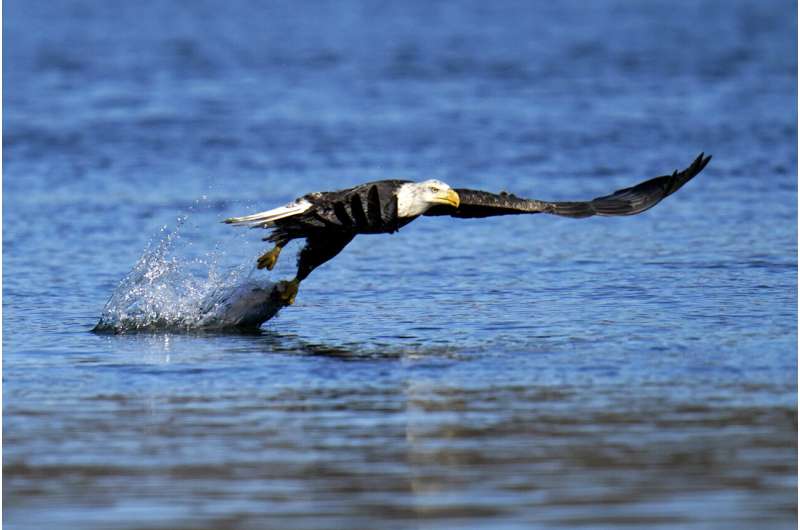US report: Bald eagle populations soar in lower 48 states