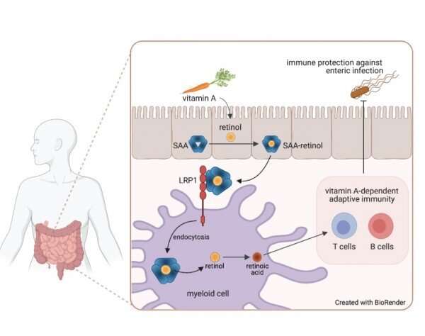 Científicos de UTSW revelan cómo la vitamina A ingresa a las células inmunes en el intestino