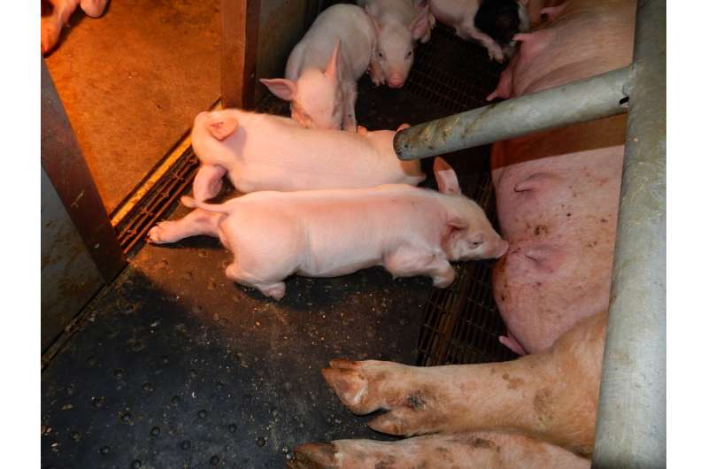 Value from sewage? New technology makes pig farming more environmentally friendly