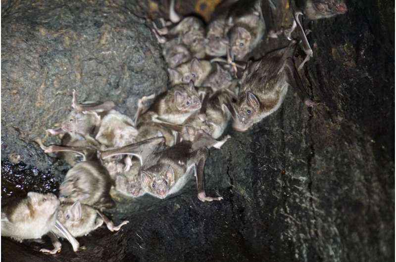 Vampire bats prefer to forage for blood with friends