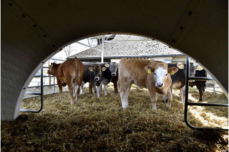 Veal calf fattening: it can work with less antibiotics