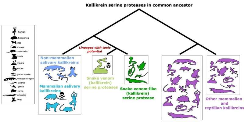 Venoms in snakes and salivary protein in mammals share a common origin