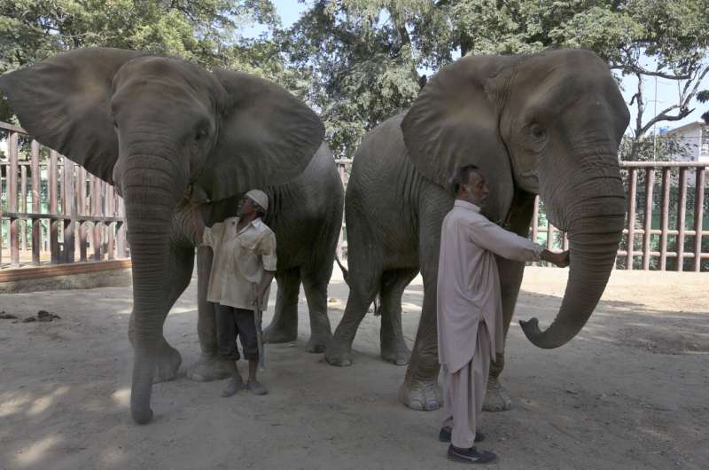 Veterinarians call for medical care for 2 Pakistan elephants
