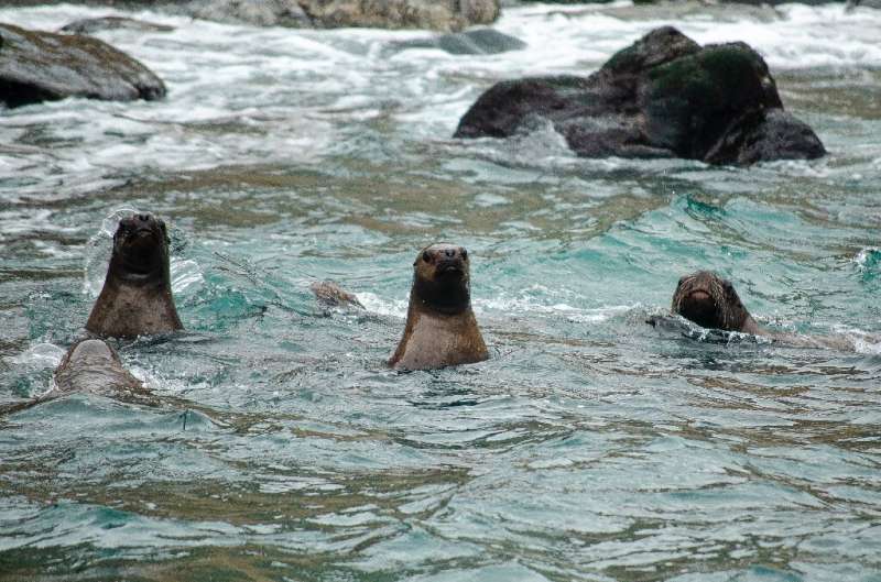 View of seals in Punta de Choros, La Higuera, Chile, on October 6, 2021