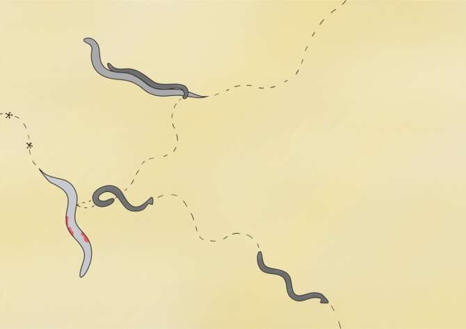 Virus disrupts sex routines of roundworms