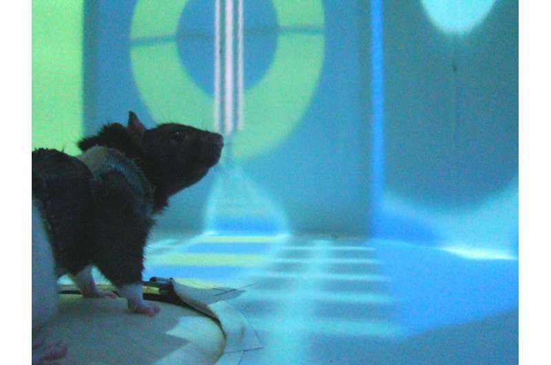 VR experiment with rats offers new insights about how neurons enable learning
